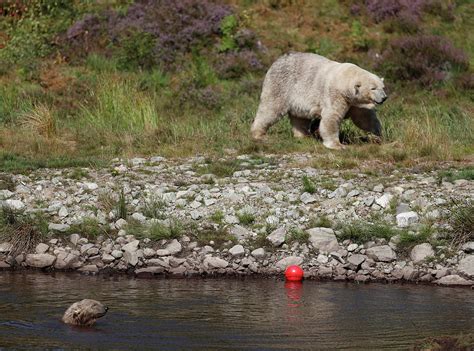 Hamish The First Polar Bear Bear Cub Photograph By Russell Cheyne Pixels