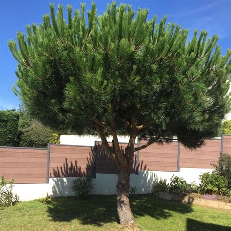 Conifère Pin Parasol Pinus Pinea Pot De 35 Litres