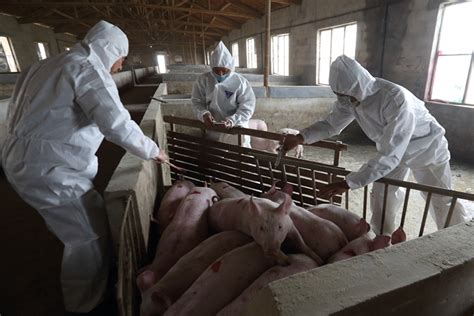 Agriculture Ministry Rejects Claimed Swine Fever Vaccine Fix Caixin Global