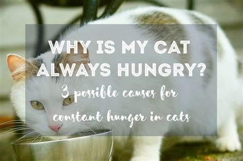 Why Is My Cat Always Hungry 3 Possible Causes Fluffy Kitty
