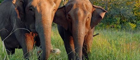 Brazil World Elephant Alliance