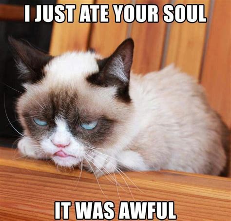 Hahaha Xd Grumpy Cat Meme Grumpy Cat Quotes Cat Jokes Grumpy Kitty Kitty Kitty Funny Cats