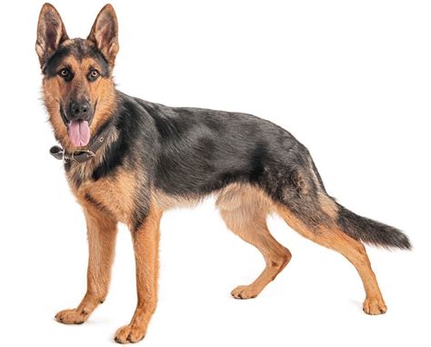 German Shepherd Dog Breed Guide