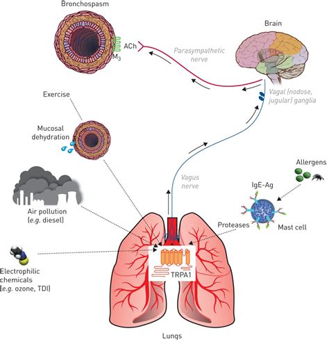 The Emerging Role Of Transient Receptor Potential Channels In Chronic