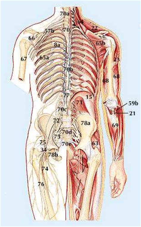 Lateral flexion results in a right or left shift of the rib cage in the frontal plane. skeletal system, human: human anatomy - Students ...