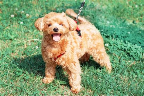 20 Brown Dog Breeds Big Small And Fluffy With Pictures Dogster
