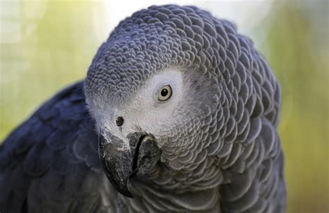 Popular Pet Talking Bird Species