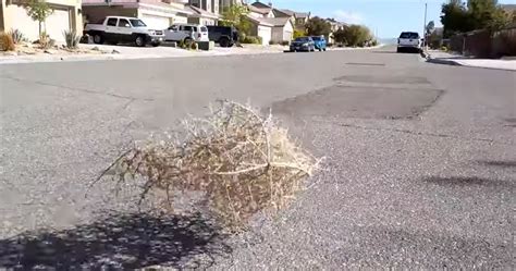 video california town has been invaded by tumbleweeds