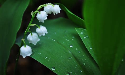 Lily Of The Valley Wallpapers Wallpaper Cave