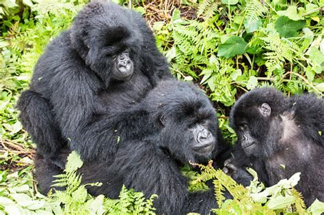 Mountain Gorilla Blackback Sich Paaren Ruanda Stockfoto Und Mehr Bilder