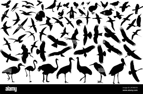 Collection Of Birds Silhouette Vector Stock Vector Image And Art Alamy