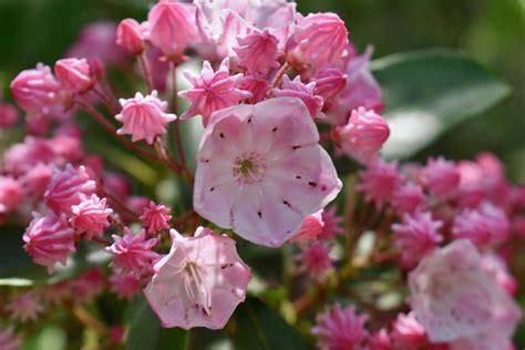 Pink Mountain Laurel Photograph By Mary Di Domenico Pixels