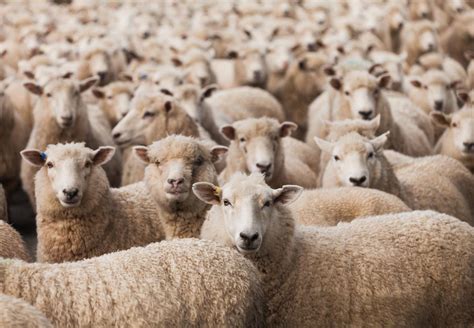 10 Amazing Facts About Sheep Farm Animals Topics Campaigns