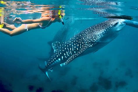 14 Best Places To Go Snorkeling In The World Planetware 2022