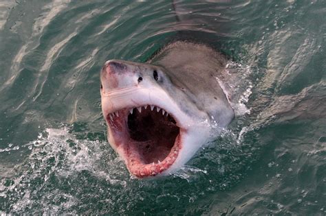 Scientists Show Electronic Technology Can Save People From Shark Bites