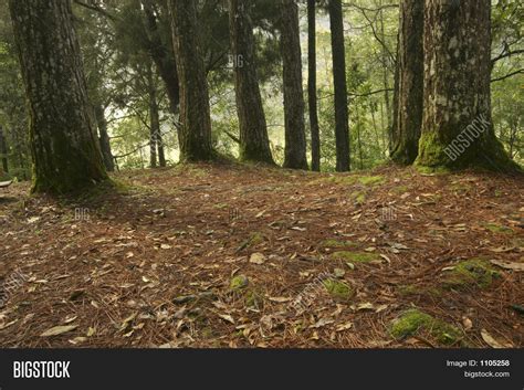 Forest Ground Image And Photo Free Trial Bigstock