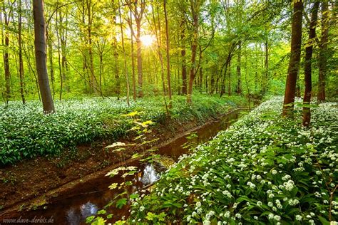 Blooming Forest Leipzig Germany Dave Derbis Photography