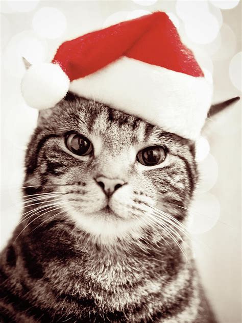 Cat Wearing Christmas Hat Photograph By Michelle Mcmahon
