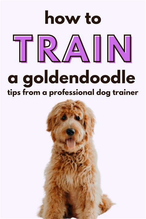 Easy And Necessary Goldendoodle Training You Must Do In 2021 Loose