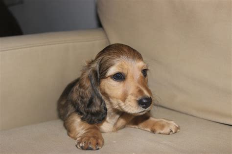 When it comes to canines. Puppies | Crown Dachshunds