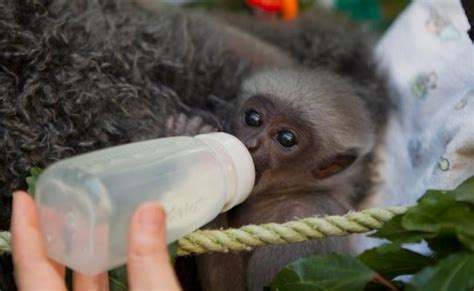 Meet Baby Owa Perth Zoos Baby Javan Gibbon