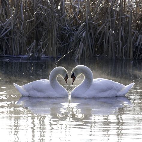 Swan Love Beautiful Swan Beautiful Birds Beautiful World Beautiful