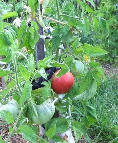 Mortgage Lifter Tomato Plant Two 2 Live Plants Not Seeds Etsy