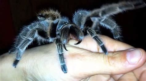 Spiders are fascinating creatures to watch, but before purchasing one for yourself, it is best to do your before choosing a spider for a pet, you must consider that some spiders have more potent venom most spiders do not enjoy handling. Pet Tarantula Gallery