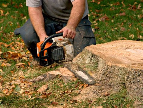Exactly How And Why To Choose A Company To Hire For Tree Stump Removal