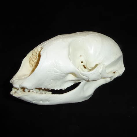 Check spelling or type a new query. Bearded Seal Skull Replica | Skeletons and Skulls Superstore