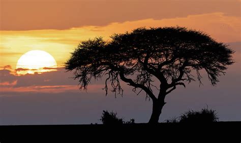 African Sunset Over Acacia Tree Photograph By Artush Foto Fine Art