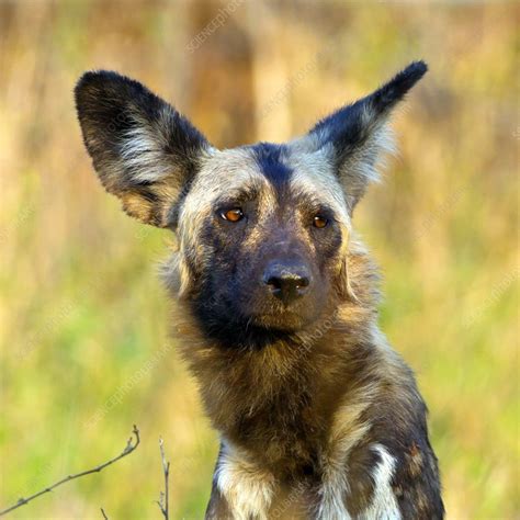 African Wild Dog Stock Image C0189232 Science Photo Library