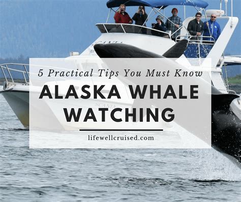 5 Practical Alaska Whale Watching Tips You Need To Know Life Well Cruised