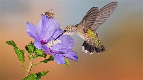 Purple Hummingbird Background Wallpapers 77918 Baltana