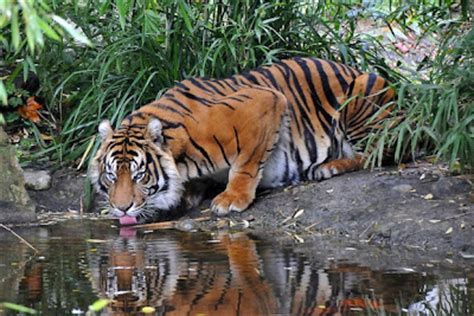 The lifespan of tigers depend on whether they live in captivity or in the wild. Environment For Our Future: Where do tigers live?