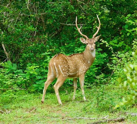 Deer Mammals Wild Animals Free Photo On Pixabay Pixabay