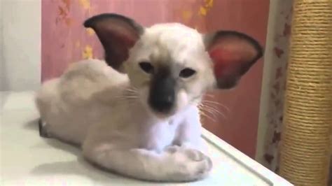 Самый ушастый кот The Cat Had Big Ears Youtube