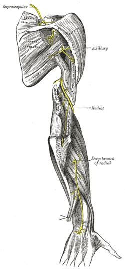 Axillary Nerve Of Thr Posterior Cord Forearm Anatomy Elbow Anatomy