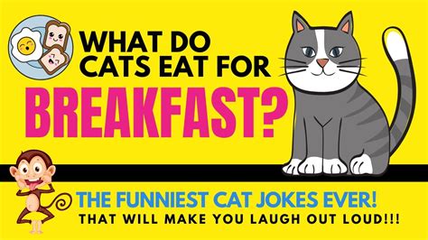 10 Of The Best Cat Jokes Ever Funny Jokes For Kids Youtube