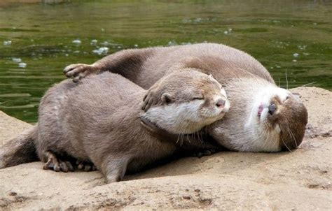 Log In Otters Cute Otters Otters Hugging