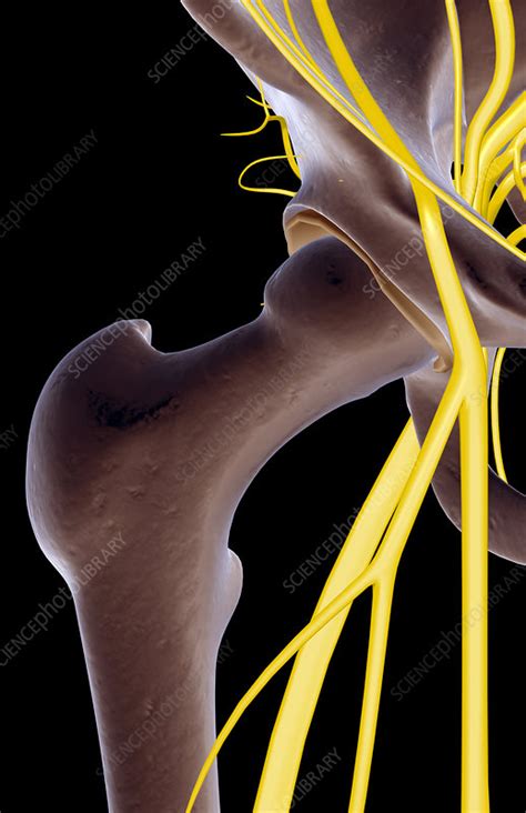 The nerves of the hip - Stock Image - F001/8566 - Science Photo Library