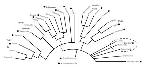 Eukaryotic Phylogenetic Tree Edrawmax Templates