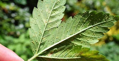 How To Get Rid Of Aphids And Prevent Aphids Trifecta Natural