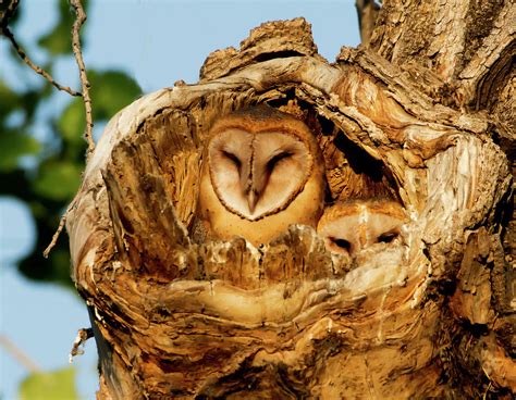 Morning Barn Owls Photograph By Shawn Mason Pixels