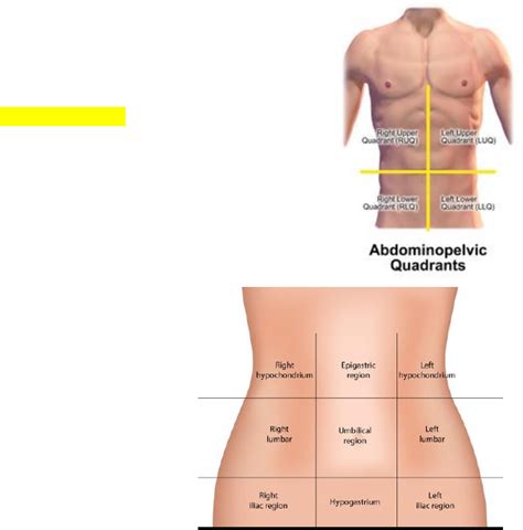 Nse 13ab Lecture 7 Week 7 Abdomen Oneclass