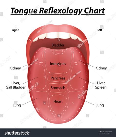 Tongue Reflexology Chart With Description Of The Corresponding Internal