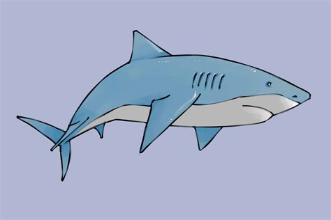 Cómo Dibujar Un Tiburón Con Imágenes Wikihow