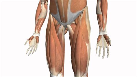 Leg Anatomy Muscles