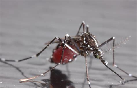 How To Avoid Tiger Mosquito Bites Archyde