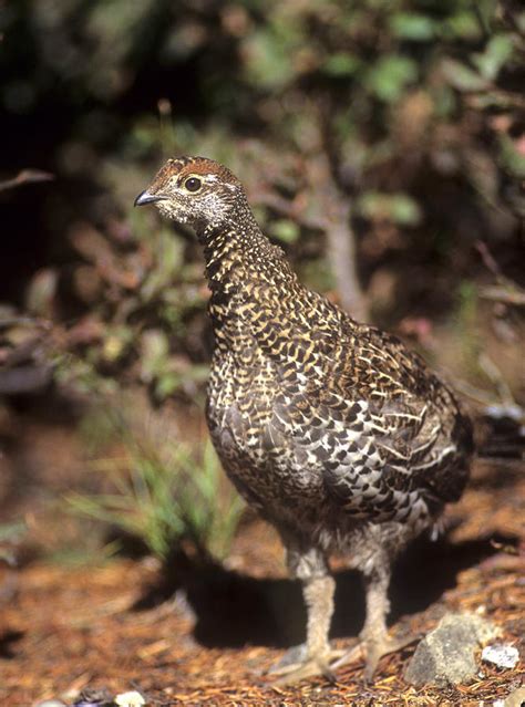 Ruffled Grouse 4 Photograph By Jerry Shulman